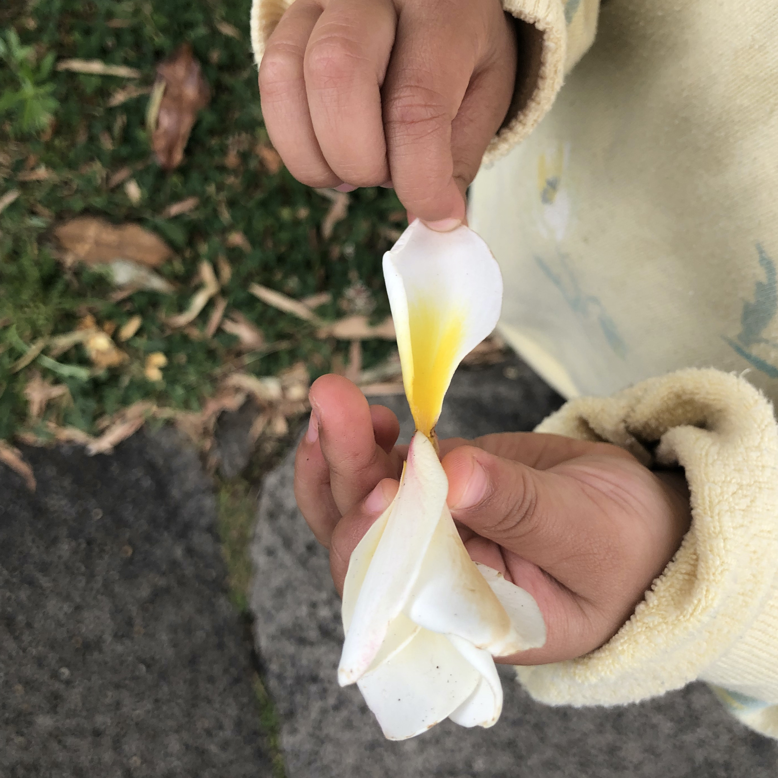 Picking petals